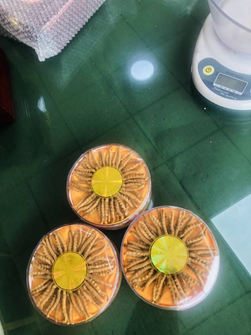 虫草那曲头期新干虫草经济实惠6根一克适合家庭的一款虫草