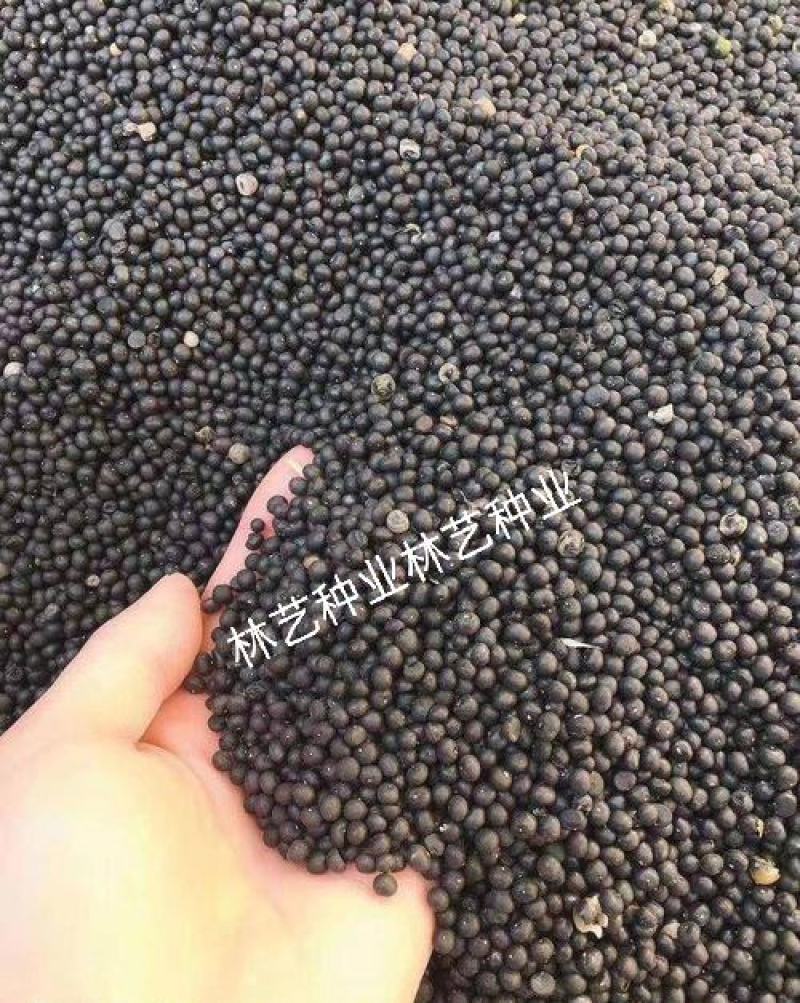 优质天冬种子云南大天冬种子肉冬种子良种天门冬种子