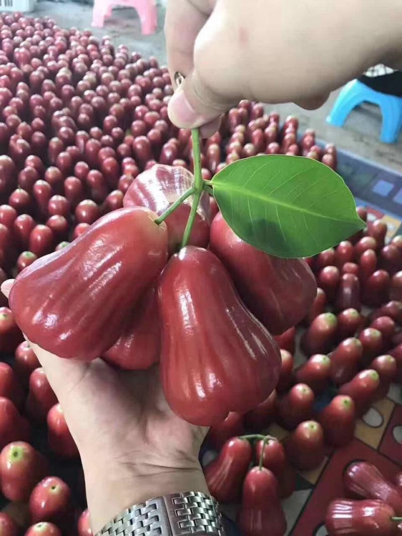 海南黑金刚莲雾精品！！！！！！！！！！！！！！！