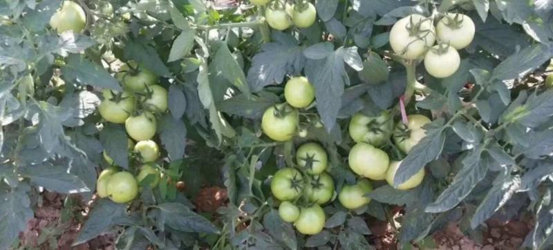 迪欧新贵族露地番茄种籽欧兰德进口西红柿种子