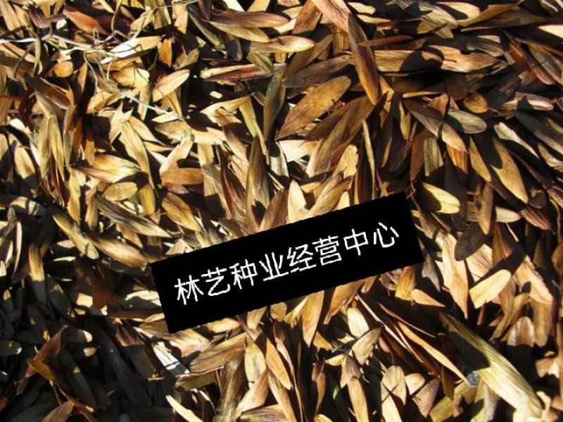新采林木种子水曲柳种子大叶柳种子柳树种子行道树种子