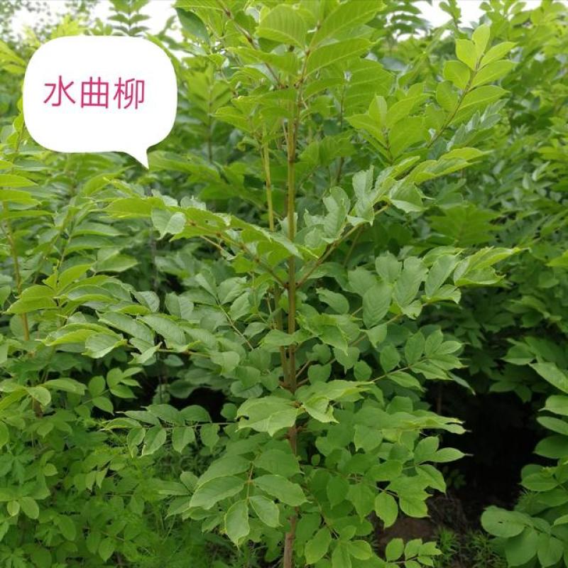 新采林木种子水曲柳种子大叶柳种子柳树种子行道树种子
