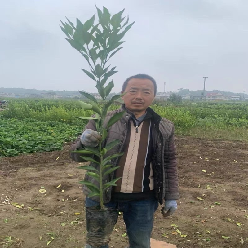 热销长叶香橙2号嫁接苗无核脐橙果树苗基地直发