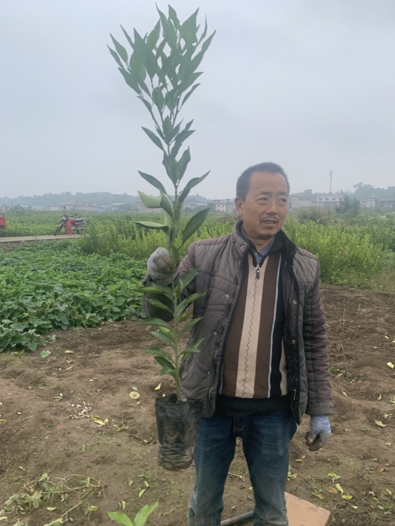 热销长叶香橙2号嫁接苗无核脐橙果树苗基地直发