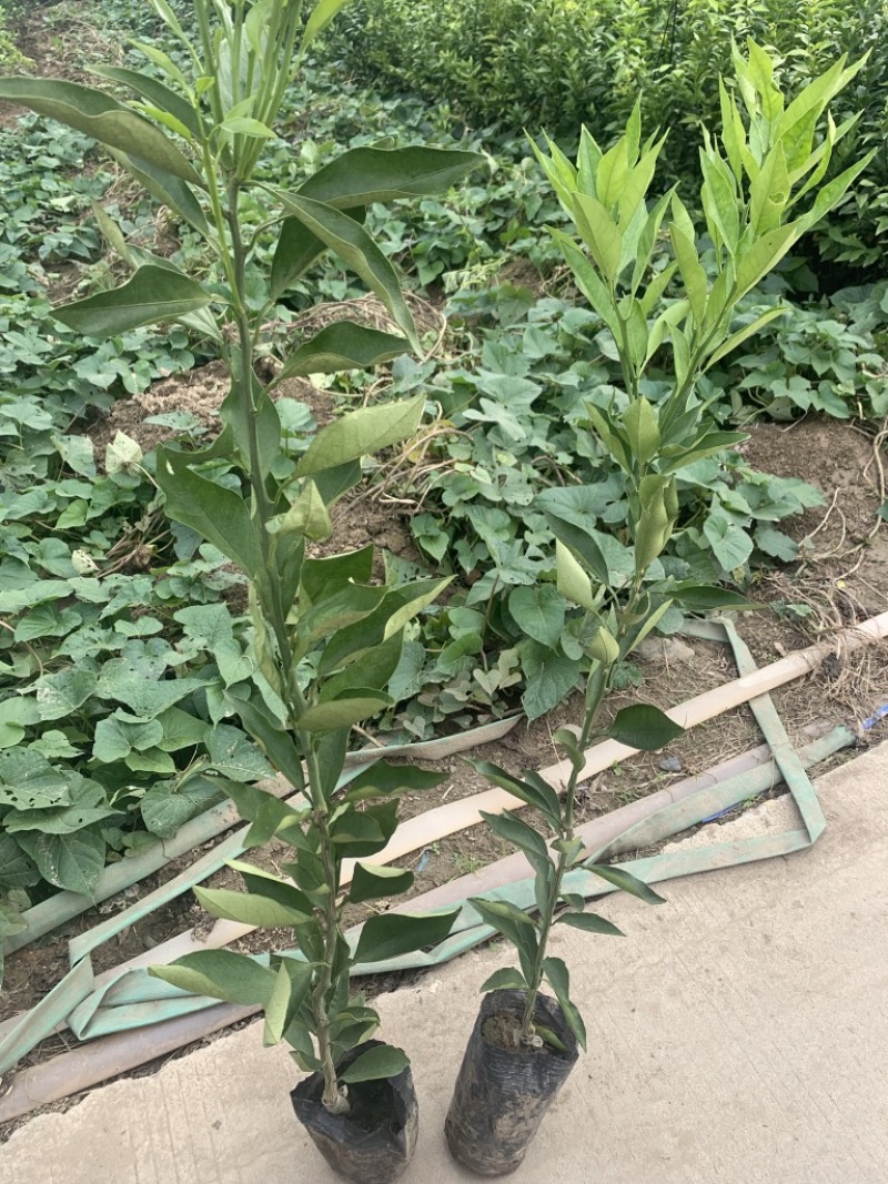 热销长叶香橙2号嫁接苗无核脐橙果树苗基地直发