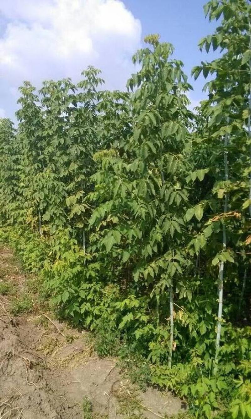 林木种子新采糖槭种子别称银白槭种子糖槭树种子枫树种子