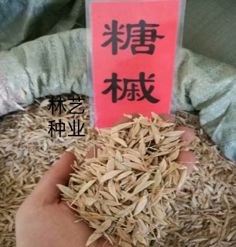 林木种子新采糖槭种子别称银白槭种子糖槭树种子枫树种子