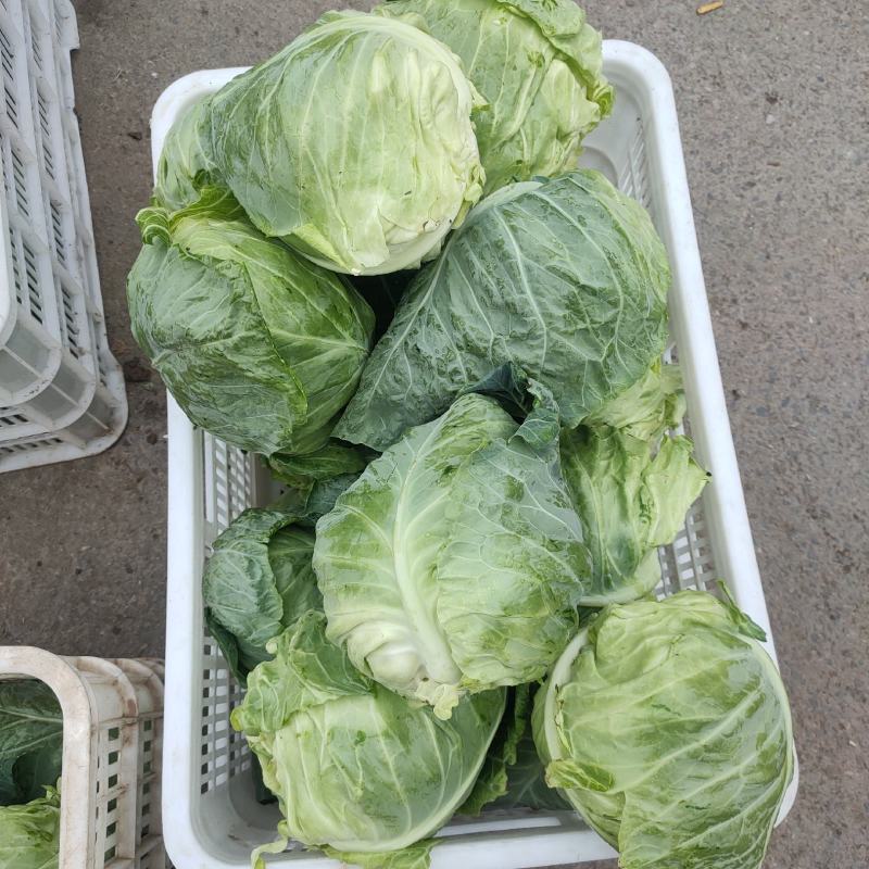 牛心甘蓝精品圆包菜基地直供货源充足可视频看货欢迎联系