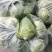 牛心甘蓝精品圆包菜基地直供货源充足可视频看货欢迎联系