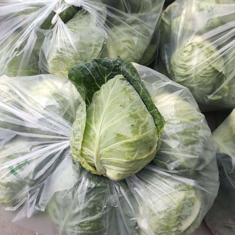 牛心甘蓝精品圆包菜基地直供货源充足可视频看货欢迎联系