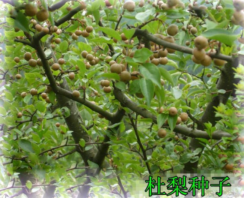 林木种子杜梨种子杜梨树种子棠梨籽海棠梨野梨子