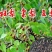 林木种子杜梨种子杜梨树种子棠梨籽海棠梨野梨子