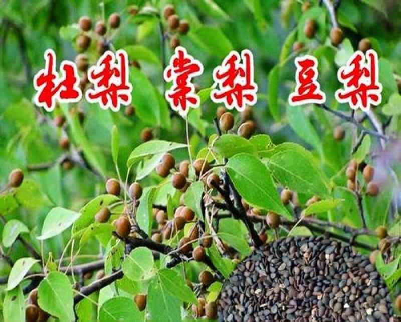 林木种子杜梨种子杜梨树种子棠梨籽海棠梨野梨子