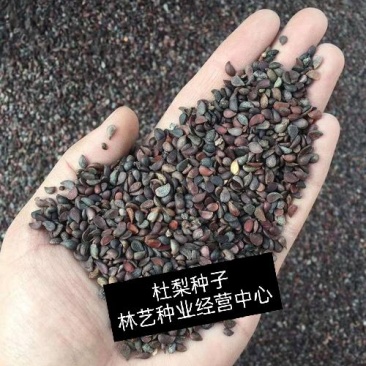 林木种子杜梨种子杜梨树种子棠梨籽海棠梨野梨子