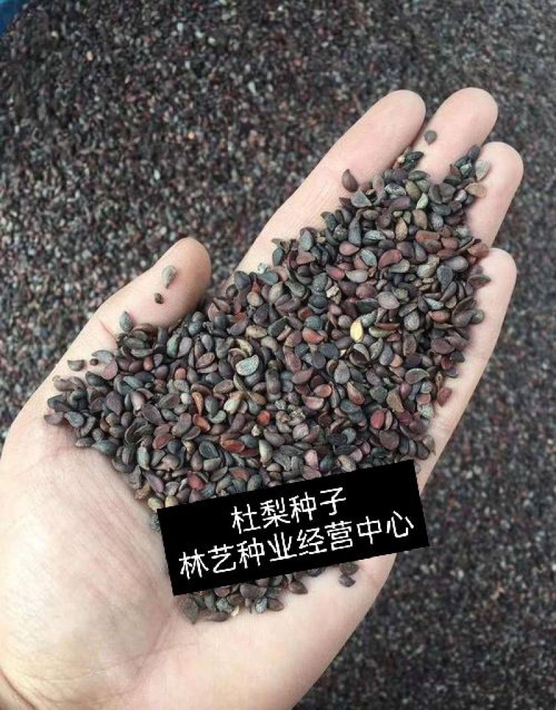 林木种子杜梨种子杜梨树种子棠梨籽海棠梨野梨子