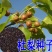 林木种子杜梨种子杜梨树种子棠梨籽海棠梨野梨子