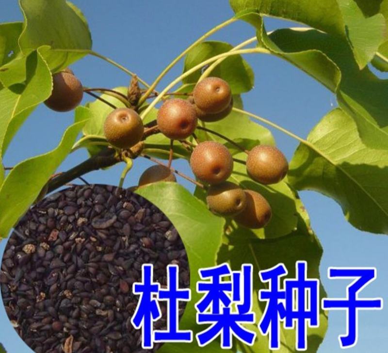 林木种子杜梨种子杜梨树种子棠梨籽海棠梨野梨子