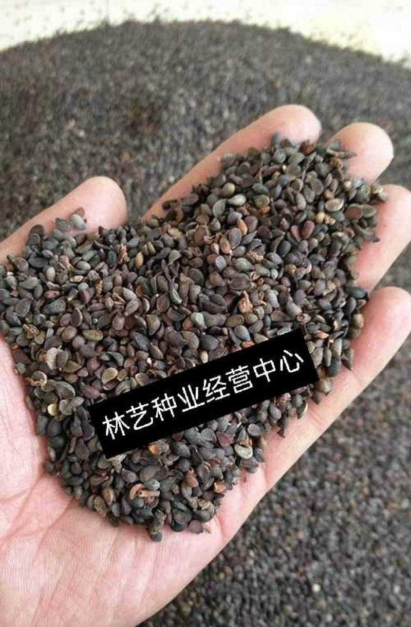 林木种子杜梨种子杜梨树种子棠梨籽海棠梨野梨子