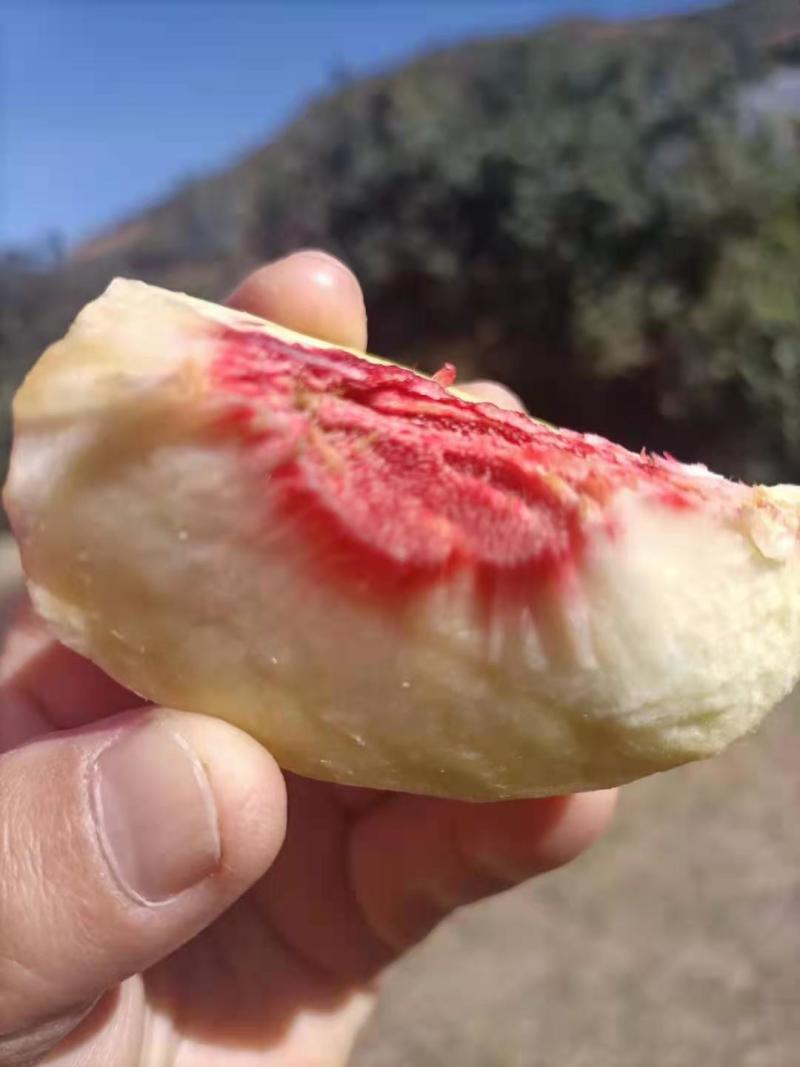 云南冬桃，大量上市了，欢迎全国各地的朋友，看货订货了！