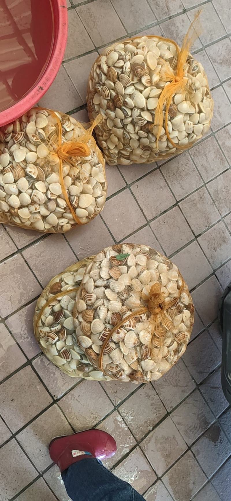 本地沙白