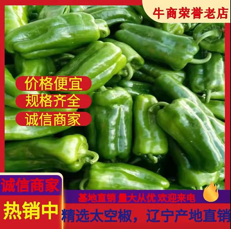 【精品圆椒】青椒，菜椒大量上市一年四季都有货源…