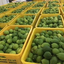 广东香水柠檬无籽