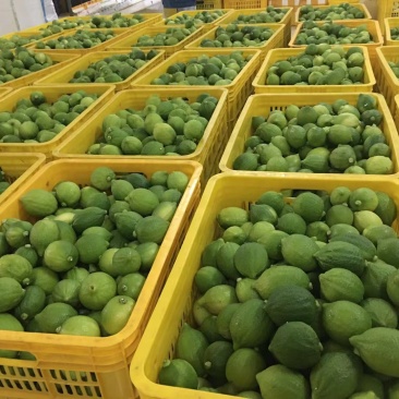 广东香水柠檬无籽