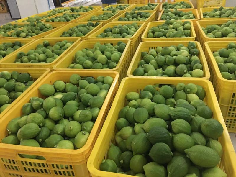 广东香水柠檬无籽