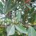新采杜英树种子小叶杜英种子大叶杜英种子林木种子