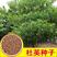 新采杜英树种子小叶杜英种子大叶杜英种子林木种子
