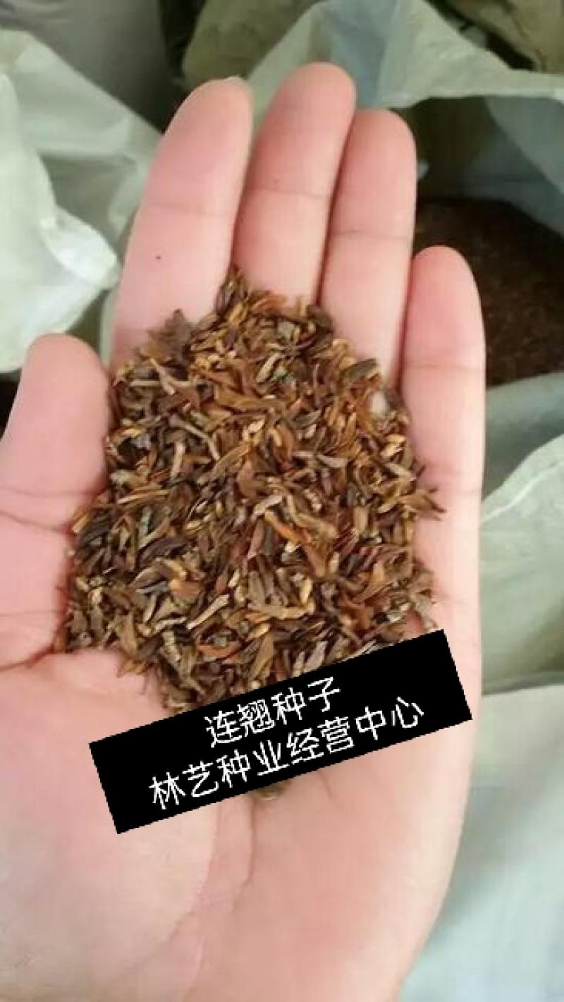 连翘种子花开香气淡艳满枝金黄