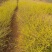 连翘种子花开香气淡艳满枝金黄