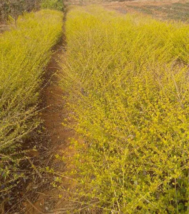 连翘种子花开香气淡艳满枝金黄