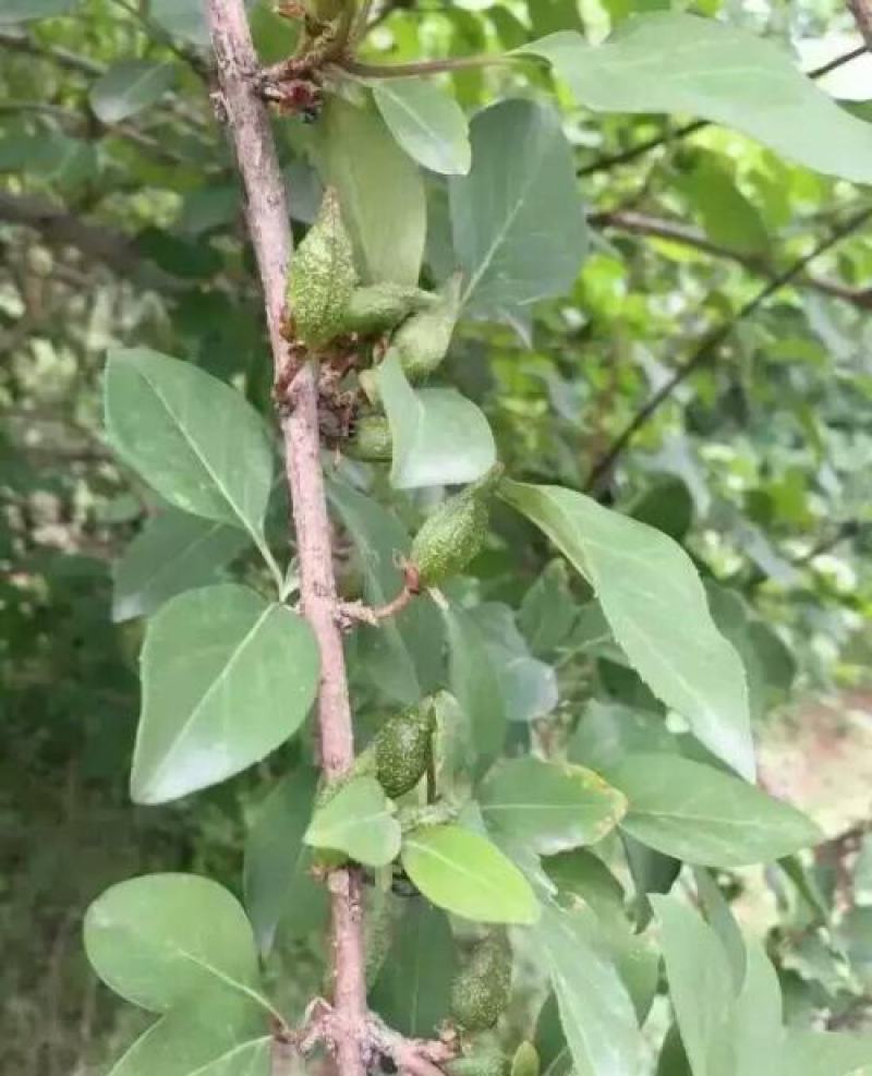 连翘种子花开香气淡艳满枝金黄
