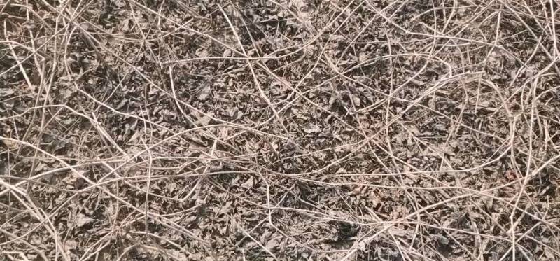 五叶爬山虎基地直供欢迎来实地考察合作恰谈。