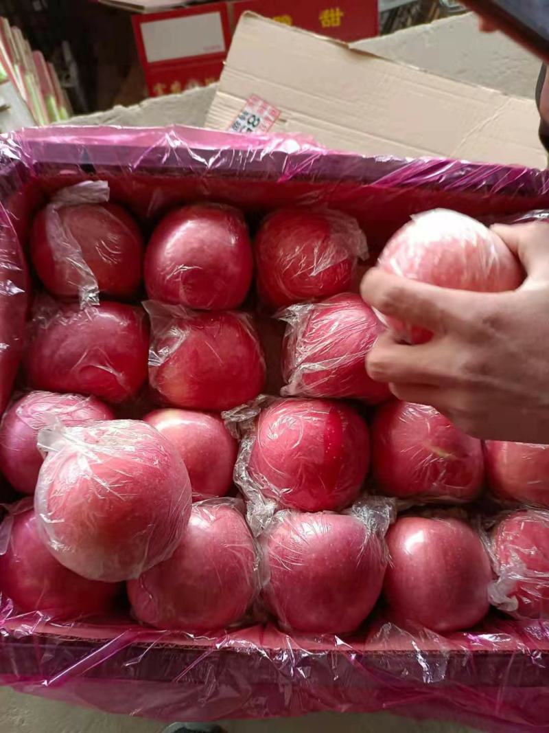 大量供应山西运城，万荣.临猗坡上优质冰糖心红富士苹果