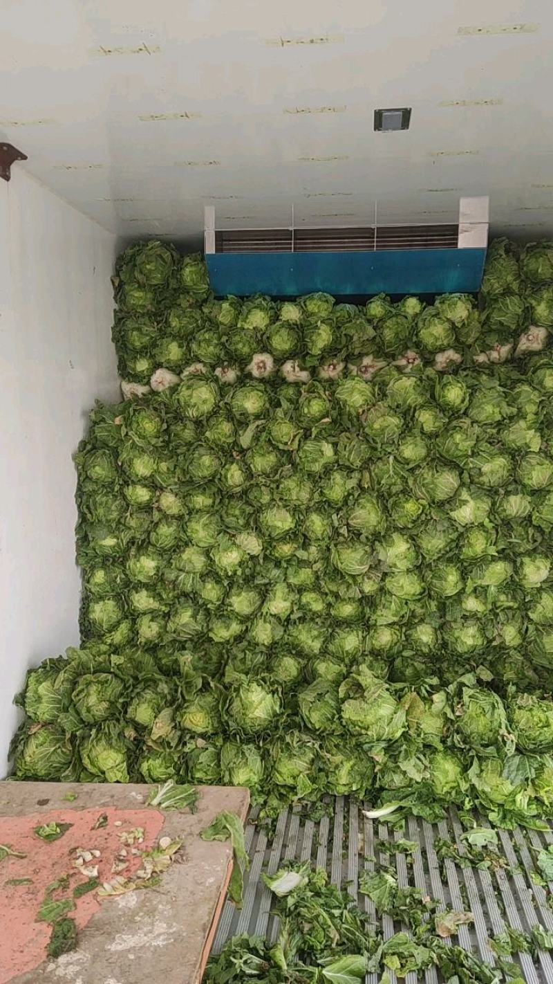 甘肃省酒泉市，产地优质大白菜大量上市。欢迎各位老板下单！