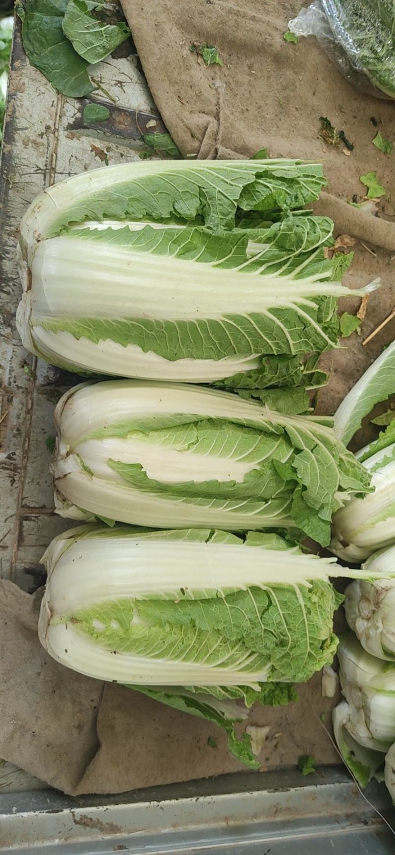 大量出售优质大娃娃菜，无烧心，无黑根。欢迎各位老板订购！
