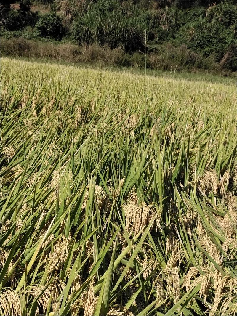 福建省顺昌高山稻谷，一年一季山区农家水稻谷子。曰晒风干。