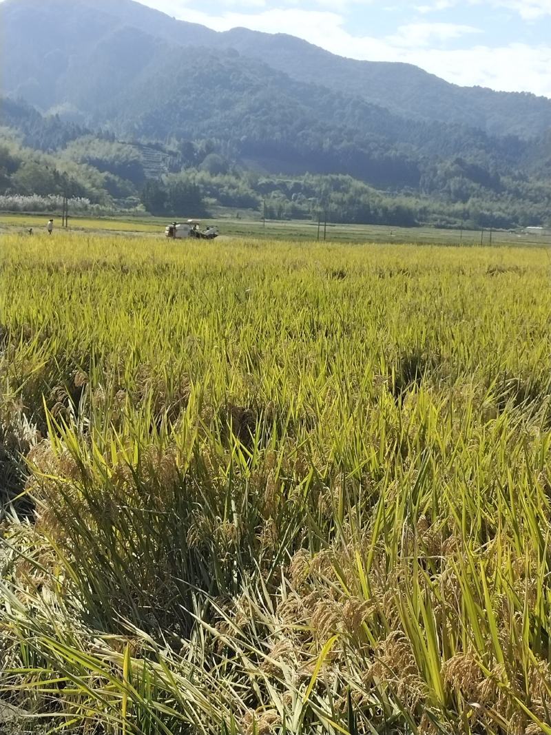 福建省顺昌高山稻谷，一年一季山区农家水稻谷子。曰晒风干。