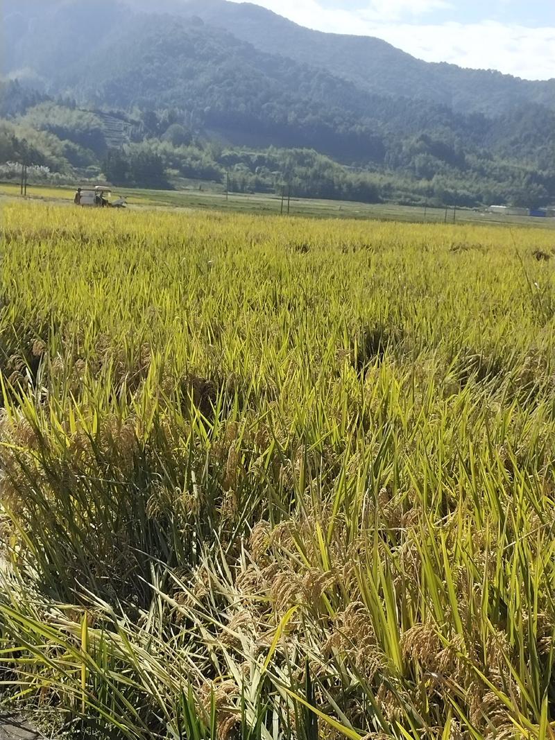 福建省顺昌高山稻谷，一年一季山区农家水稻谷子。曰晒风干。