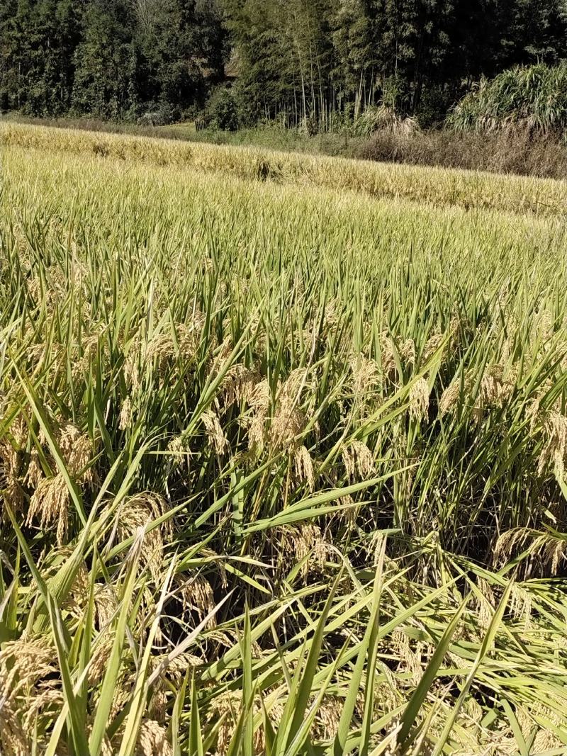 福建省顺昌高山稻谷，一年一季山区农家水稻谷子。曰晒风干。