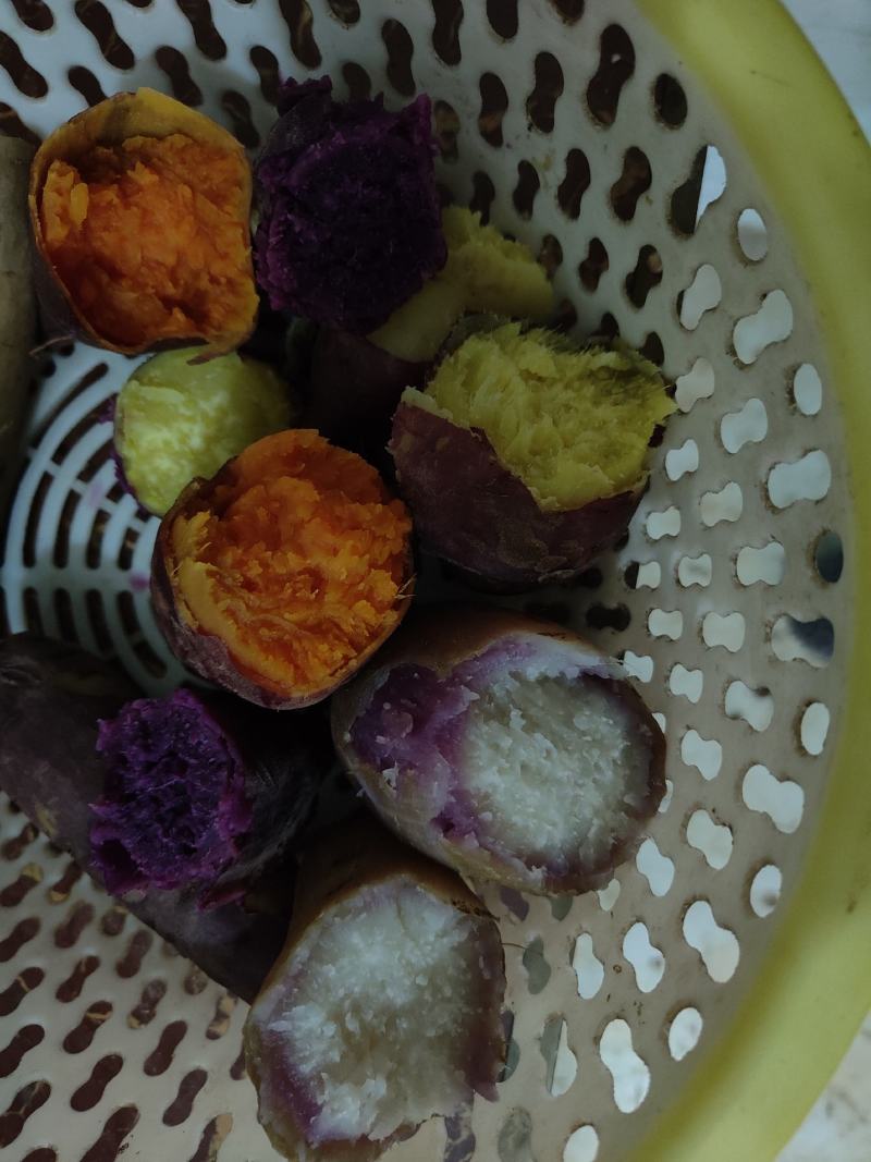 商薯19.西瓜红，龙九，哈蜜红薯，澳洲紫白，紫薯