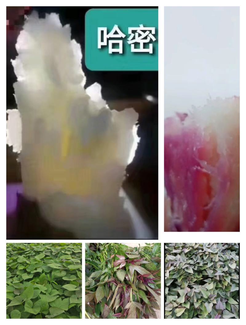 商薯19.西瓜红，龙九，哈蜜红薯，澳洲紫白，紫薯