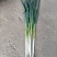 日本钢葱大量出售，25~30cm毛葱2cm左右