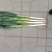 日本钢葱大量出售，25~30cm毛葱2cm左右