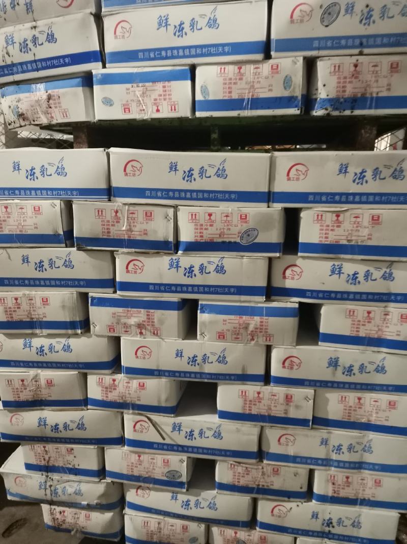 乳鸽，白条乳鸽，冷冻乳鸽，鸽子肉，6-9两有货