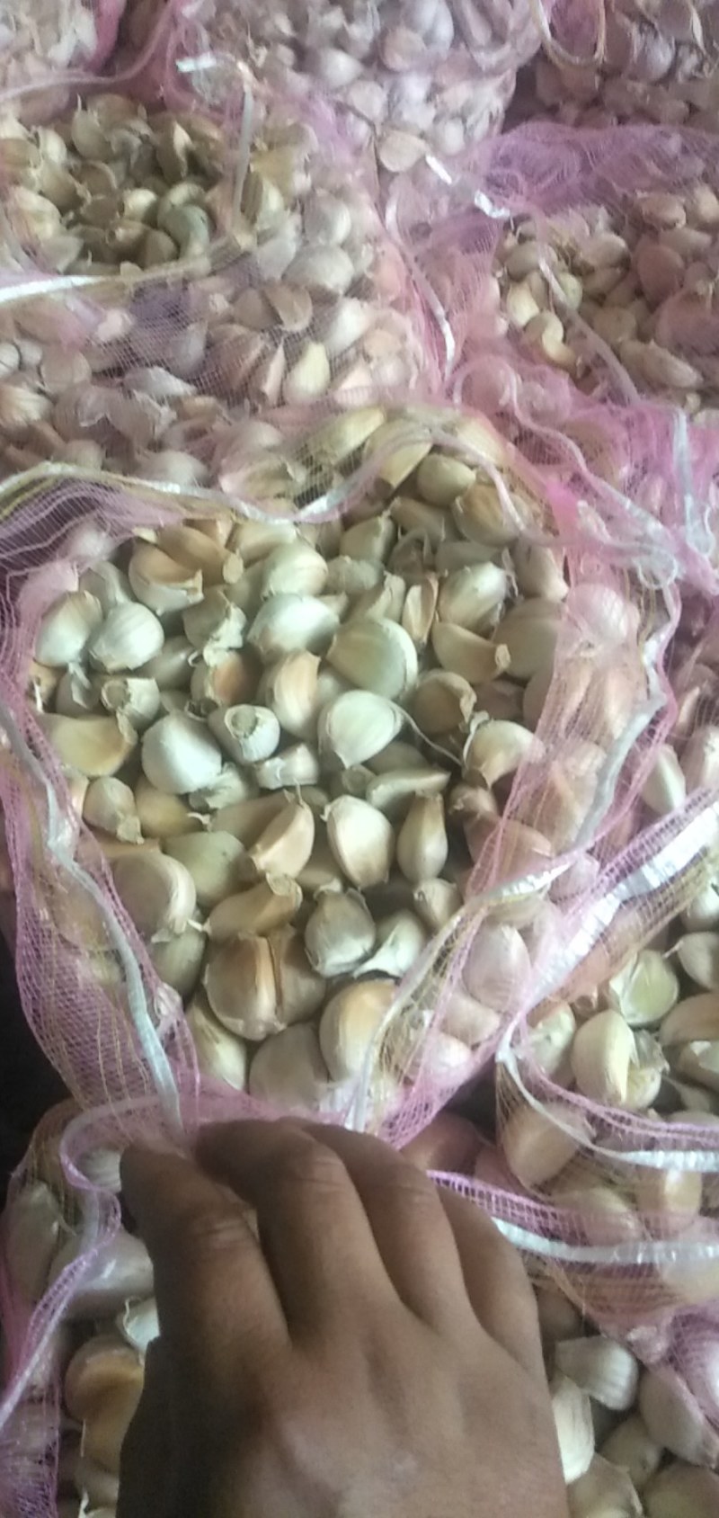 出售，紫皮红蒜，蒜瓣，价格便宜，质量好，无烂瓣