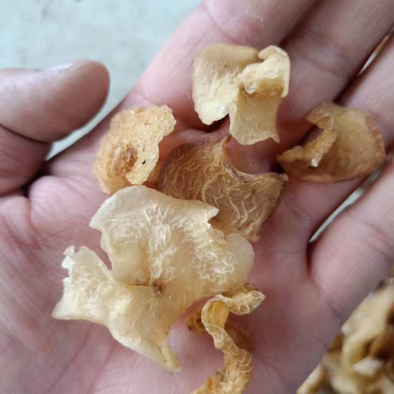 羊肚耳沙耳珍珠菌干货羊肚菌菇鲜货竹耳菌足干羊肚耳基地货源