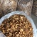 羊肚耳沙耳珍珠菌干货羊肚菌菇鲜货竹耳菌足干羊肚耳基地货源
